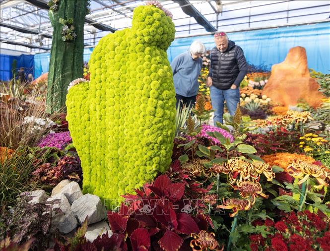 Triển lãm Hoa Cúc mùa thu là sự kiện hoa nổi bật tại thành phố Hamilton, tỉnh bang Ontario, Canada. Diễn ra từ ngày 17 - 25/10/2026, triển lãm mang đến không gian ngập tràn sắc hoa cúc với hơn 200 giống hoa và trên 100.000 bông hoa được trồng tại chỗ. Ảnh: THX/TTXVN phát