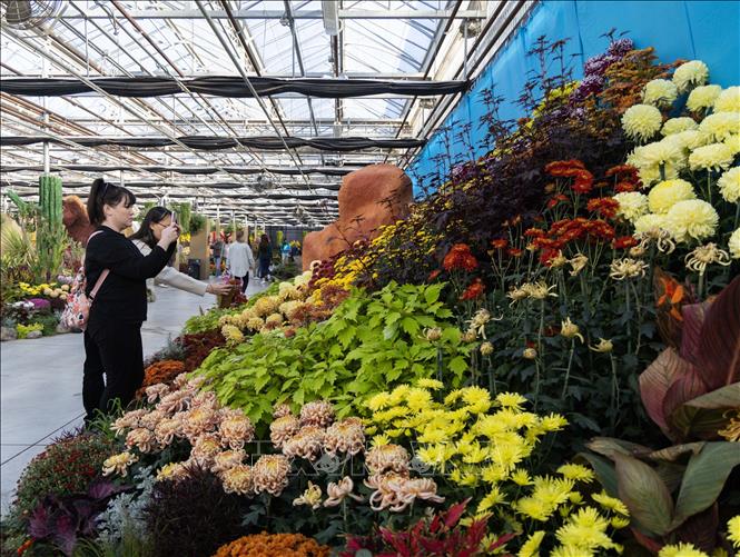 Triển lãm Hoa Cúc mùa thu là sự kiện hoa nổi bật tại thành phố Hamilton, tỉnh bang Ontario, Canada. Diễn ra từ ngày 17 - 25/10/2026, triển lãm mang đến không gian ngập tràn sắc hoa cúc với hơn 200 giống hoa và trên 100.000 bông hoa được trồng tại chỗ. Ảnh: THX/TTXVN phát