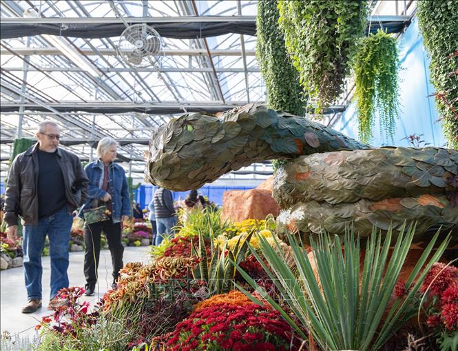 Triển lãm Hoa Cúc mùa thu là sự kiện hoa nổi bật tại thành phố Hamilton, tỉnh bang Ontario, Canada. Diễn ra từ ngày 17 - 25/10/2026, triển lãm mang đến không gian ngập tràn sắc hoa cúc với hơn 200 giống hoa và trên 100.000 bông hoa được trồng tại chỗ. Ảnh: THX/TTXVN phát