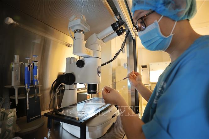 Thụ tinh trong ống nghiệm (IVF) là kỹ thuật thụ tinh giữa trứng và tinh trùng trong môi trường ống nghiệm, được ứng dụng trong điều trị vô sinh – hiếm muộn phổ biến nhất hiện nay. Ảnh: Minh Quyết – TTXVN