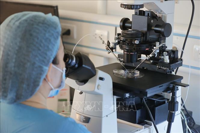 Thụ tinh trong ống nghiệm (IVF) là kỹ thuật thụ tinh giữa trứng và tinh trùng trong môi trường ống nghiệm, được ứng dụng trong điều trị vô sinh – hiếm muộn phổ biến nhất hiện nay. Ảnh: Minh Quyết – TTXVN