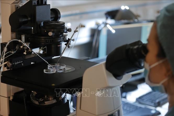 Trong quy trình IVF, tinh trùng và trứng sẽ được thụ tinh trong phòng Labo để tạo thành phôi. Sau khi nuôi cấy phôi khoảng 2 đến 5 ngày, phôi sẽ được chuyển trở lại buồng tử cung của người vợ để phát triển thành thai nhi. Ảnh: Minh Quyết – TTXVN