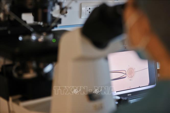 Trong quy trình IVF, tinh trùng và trứng sẽ được thụ tinh trong phòng Labo để tạo thành phôi. Sau khi nuôi cấy phôi khoảng 2 đến 5 ngày, phôi sẽ được chuyển trở lại buồng tử cung của người vợ để phát triển thành thai nhi. Ảnh: Minh Quyết – TTXVN