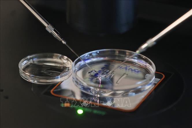Thụ tinh trong ống nghiệm (IVF) là kỹ thuật thụ tinh giữa trứng và tinh trùng trong môi trường ống nghiệm, được ứng dụng trong điều trị vô sinh – hiếm muộn phổ biến nhất hiện nay. Ảnh: Minh Quyết – TTXVN