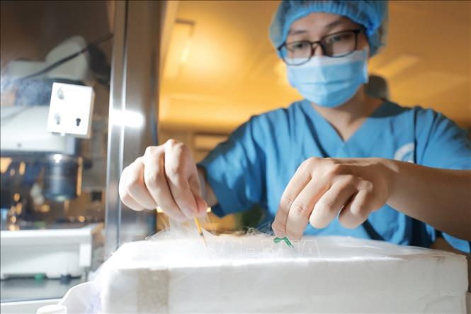 Thụ tinh trong ống nghiệm (IVF) là kỹ thuật thụ tinh giữa trứng và tinh trùng trong môi trường ống nghiệm, được ứng dụng trong điều trị vô sinh – hiếm muộn phổ biến nhất hiện nay. Ảnh: Minh Quyết – TTXVN