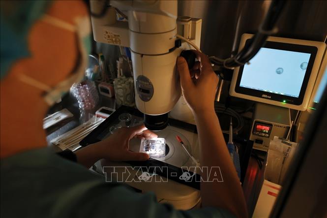 Thụ tinh trong ống nghiệm (IVF) là kỹ thuật thụ tinh giữa trứng và tinh trùng trong môi trường ống nghiệm, được ứng dụng trong điều trị vô sinh – hiếm muộn phổ biến nhất hiện nay. Ảnh: Minh Quyết – TTXVN