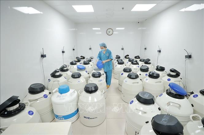 Với phôi đông lạnh, toàn bộ số phôi đạt chất lượng sẽ được trữ đông, người vợ sẽ được chuyển phôi vào các chu kỳ tiếp theo. Ảnh: Minh Quyết – TTXVN