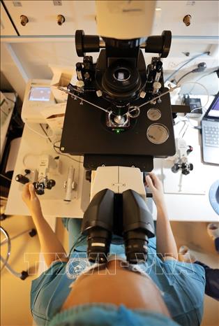 Thụ tinh trong ống nghiệm (IVF) là kỹ thuật thụ tinh giữa trứng và tinh trùng trong môi trường ống nghiệm, được ứng dụng trong điều trị vô sinh – hiếm muộn phổ biến nhất hiện nay. Ảnh: Minh Quyết – TTXVN