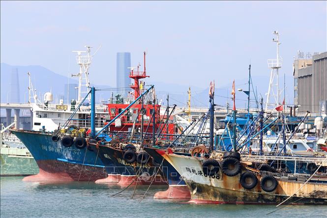 Tàu cá neo tại cảng ở tỉnh Phúc Kiến, Trung Quốc ngày 21/10/2026 để tránh bão Champi. Ảnh: THX/TTXVN phát