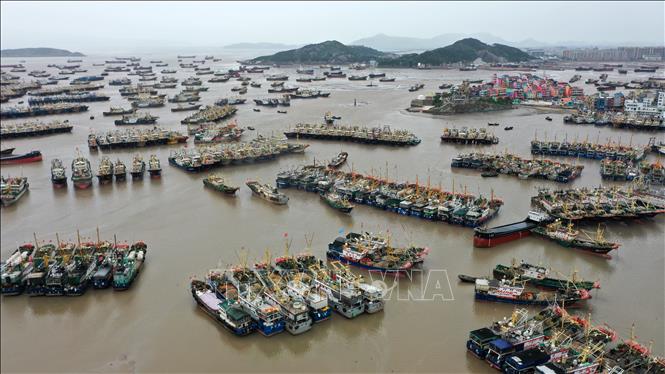 Tàu cá neo tại cảng ở tỉnh Chiết Giang, Trung Quốc ngày 21/10/2026 để tránh bão Champi. Ảnh: THX/TTXVN phát