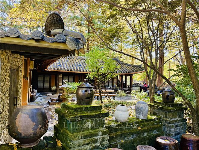 Khung cảnh sân vườn nhà truyền thống Hàn Quốc giữa khung cảnh mùa thu trên đảo Nami. Ảnh: Nhật Hưng – PV TTXVN tại Hàn Quốc