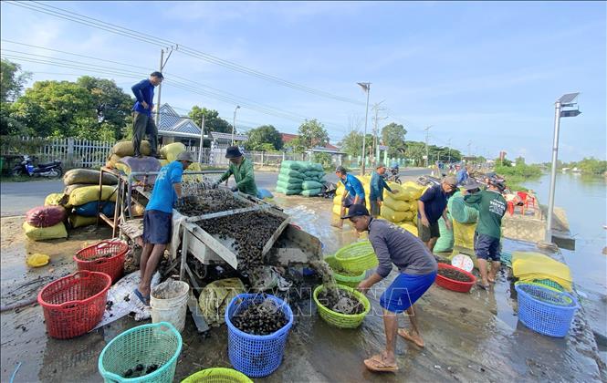 Điểm thu mua ốc bươu vàng tại ấp Vĩnh Quới, xã Vĩnh An (tỉnh An Giang) mỗi ngày thu gom từ 2 đến 10 tấn ốc bươu vàng, cung cấp cho khách hàng ở các tỉnh miền Trung làm thức ăn cho tôm, cua. Ảnh: Công Mạo-TTXVN