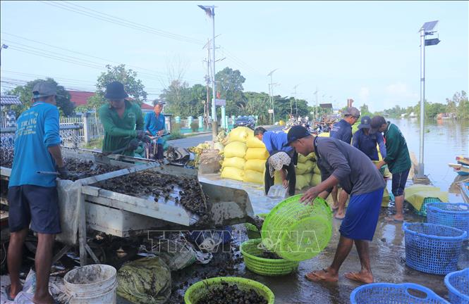 Ốc bươu vàng sau khi mua của bà con nông dân sẽ được cho vào máy để rửa sạch, phân loại và đóng vào bao tải chờ xe xe tải đông lạnh đến vận chuyển đi giao cho khách hàng. Ảnh: Công Mạo-TTXVN