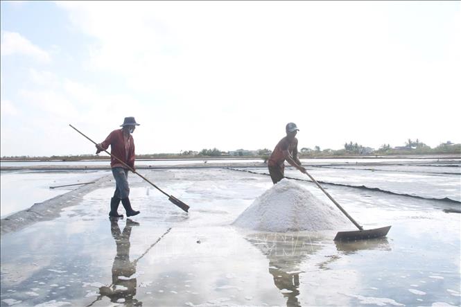 Các vùng sản xuất muối trên địa bàn tỉnh Cà Mau tập trung quy mô lớn hiện nằm tại các xã Vĩnh Hậu, Đông Hải, Long Điền, Gành Hào, Định Thành và Tân Thuận. Ảnh: Chanh Đa-TTXVN