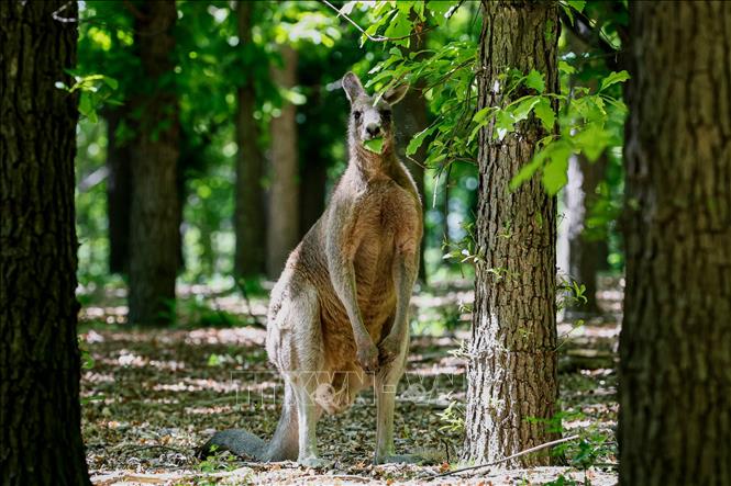 Chuột túi tại Canberra, Australia ngày 24/10/2026. Ảnh: THX/TTXVN phát