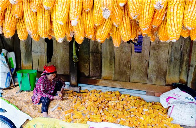 Đồng bào dân tộc Mông ở xã Quảng Sơn (tỉnh Lâm Đồng) phát triển sản xuất, nâng cao đời sống. Ảnh tư liệu: Nguyễn Huy Thành – TTXVN