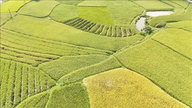 Vùng nguyên liệu lúa nếp vải để sản xuất cốm ở xã Hợp Thành. Ảnh: Hoàng Nguyên - TTXVN