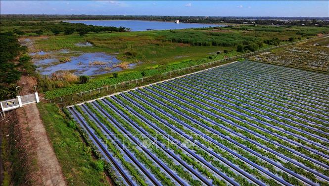 Người dân chuyển đổi sản xuất phía bên ngoài hồ nước ngọt Hậu Giang, xã Vĩnh Tường, thành phố Cần Thơ. Ảnh: Duy Khương – TTXVN