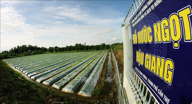 Người dân chuyển đổi sản xuất phía bên ngoài hồ nước ngọt Hậu Giang, xã Vĩnh Tường, thành phố Cần Thơ. Ảnh: Duy Khương – TTXVN
