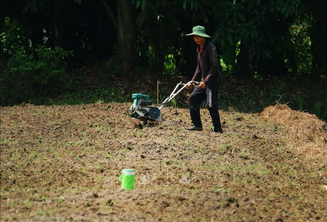 Người dân xã Tân Hòa, thành phố Cần Thơ chuyển đổi cây trồng ứng phó nguy cơ thiếu nguồn nước ngọt. Ảnh: Duy Khương – TTXVN