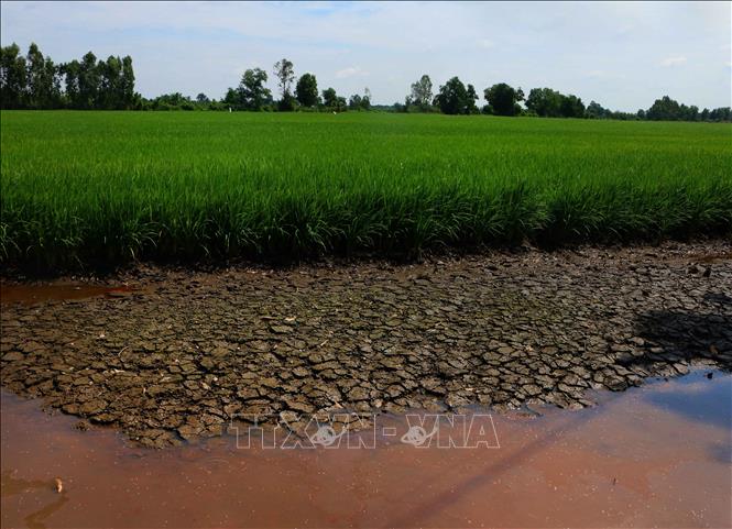 Đối với cây lúa, cần đẩy mạnh tưới ngập khô xen kẽ ở những vùng có điều kiện phù hợp, quản lý mực nước ruộng theo nhu cầu sinh trưởng của cây, nạo vét và sửa chữa các công trình dẫn nước. Ảnh: Duy Khương – TTXVN