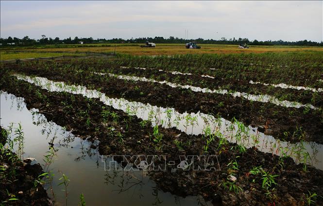 Người dân xã Vĩnh Viễn, thành phố Cần Thơ chuyển đổi cây trồng ứng phó nguy cơ thiếu nguồn nước ngọt. Ảnh: Duy Khương – TTXVN