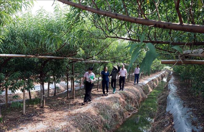 Nhờ vốn vay ưu đãi, gia đình chị Dương Thị Chinh ở thôn Sen, xã Bảo Đài, Bắc Ninh, có điều kiện trồng hàng ngàn gốc đào cảnh. Ảnh: Trần Việt - TTXVN