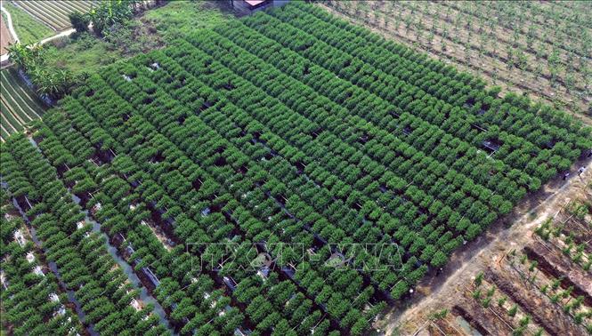 Nhờ vốn vay ưu đãi, gia đình chị Dương Thị Chinh ở thôn Sen, xã Bảo Đài, Bắc Ninh, có điều kiện trồng hàng ngàn gốc đào cảnh. Ảnh: Trần Việt - TTXVN