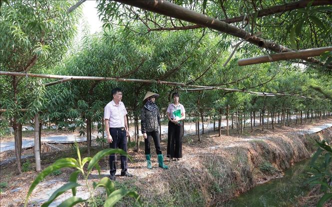 Nhờ vốn vay ưu đãi, gia đình chị Dương Thị Chinh ở thôn Sen, xã Bảo Đài, Bắc Ninh, có điều kiện trồng hàng ngàn gốc đào cảnh. Ảnh: Trần Việt - TTXVN