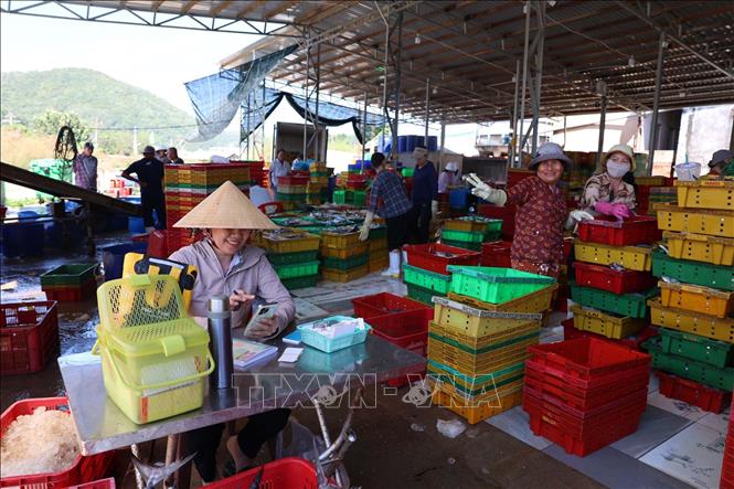 Ghi chép sản lượng cá bằng hệ thống phần mềm tại cảng INCOMAP (phường Vũng Tàu). Ảnh: Đoàn Mạnh Dương-TTXVN