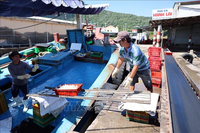 Vận chuyển cá từ tàu lên bằng chuyền đưa vào cảng tại cảng INCOMAP (phường Vũng Tàu). Ảnh: Đoàn Mạnh Dương-TTXVN
