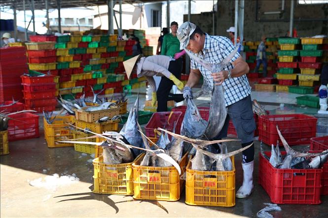 Phân loại cá tại cảng INCOMAP (phường Vũng Tàu). Ảnh: Đoàn Mạnh Dương -TTXVN