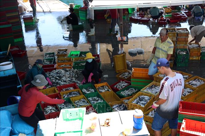 Phân loại cá tại cảng INCOMAP, phường Vũng Tàu, Thành phố Hồ Chí Minh. Ảnh: Đoàn Mạnh Dương -TTXVN