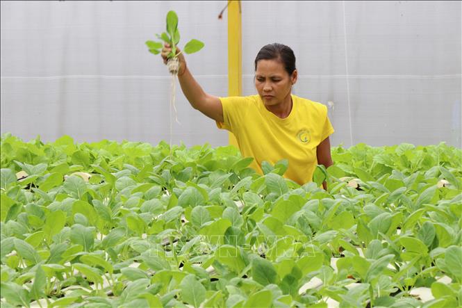 Công nhân chăm sóc rau rau thủy canh hồi lưu của Công ty TNHH Green Farm, phường Nguyệt Hóa, tỉnh Vĩnh Long. Ảnh: Phúc Sơn – TTXVN