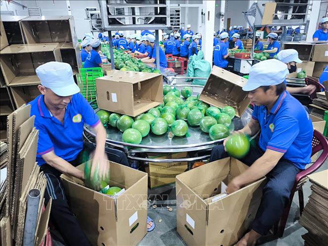 Đóng gói bưởi da xanh xuất khẩu tại nhà máy chế biến sản xuất Hương Miền Tây, xã Phước Mỹ Trung, tỉnh Vĩnh Long. Ảnh: Phúc Sơn – TTXVN