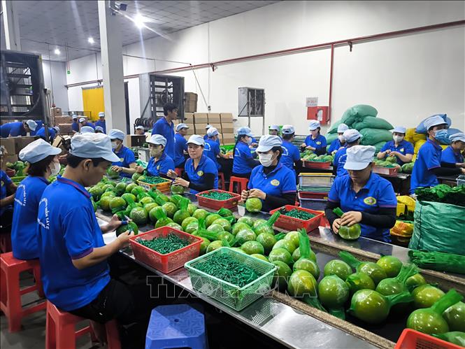 Đóng gói bưởi da xanh xuất khẩu tại nhà máy chế biến sản xuất Hương Miền Tây, xã Phước Mỹ Trung, tỉnh Vĩnh Long. Ảnh: Phúc Sơn – TTXVN