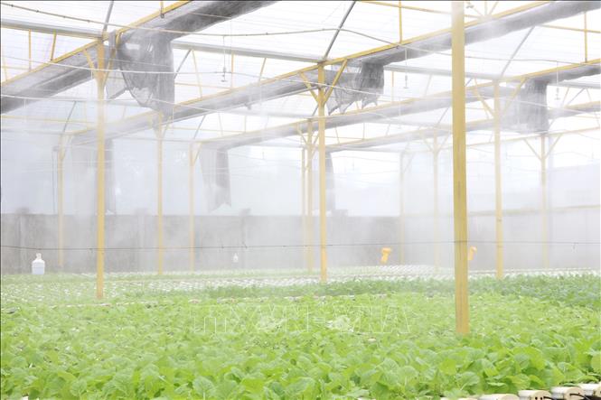 Hệ thống tưới phun bên trong nhà lưới trồng rau thủy canh hồi lưu của Công ty TNHH Green Farm, phường Nguyệt Hóa, tỉnh Vĩnh Long. Ảnh : Phúc Sơn – TTXVN