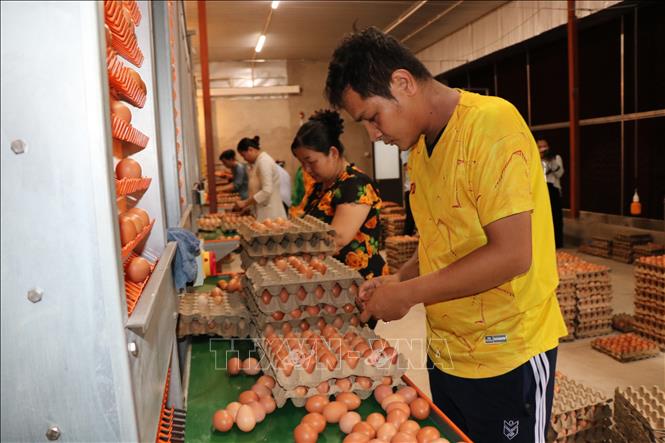 Công nhân Công ty TNHH Chăn nuôi Công nghệ cao 168, xã Tam Ngãi, tỉnh Vĩnh Long, đóng gói trứng gà. Ảnh: Phúc Sơn – TTXVN