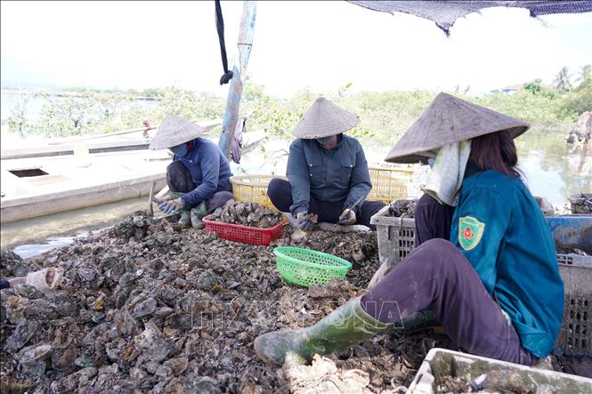 Nghề nuôi hàu đã tạo công ăn việc làm ổn định và thường xuyên quanh năm cho người dân trong khu vực. Ảnh: Thanh Thuỷ - TTXVN                                                              
