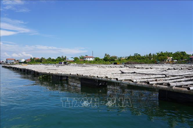 Những bè nuôi hàu đại dương trên sông Gianh minh chứng cho sức sống mãnh liệt và ý chí vươn lên phát triển kinh tế không ngừng nghỉ của người dân. Ảnh: Thanh Thuỷ - TTXVN                              