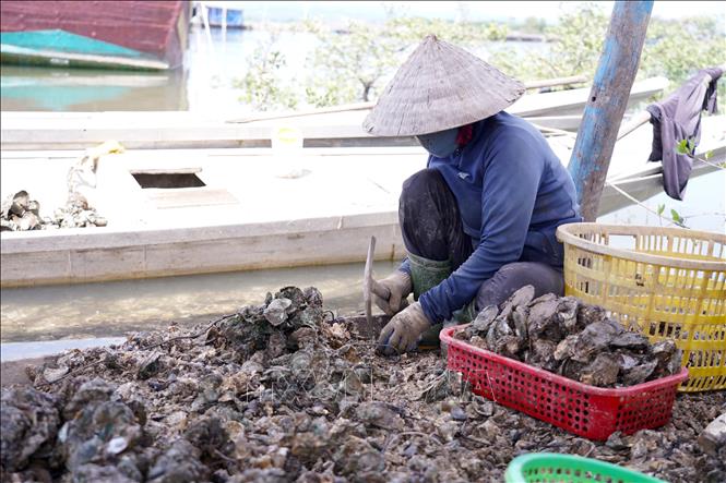 Nghề nuôi hàu đã tạo công ăn việc làm ổn định và thường xuyên quanh năm cho người dân trong khu vực. Ảnh: Thanh Thuỷ - TTXVN                               