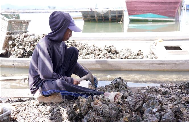 Nghề nuôi hàu đã tạo công ăn việc làm ổn định và thường xuyên quanh năm cho người dân trong khu vực. Ảnh: Thanh Thuỷ - TTXVN                                                              