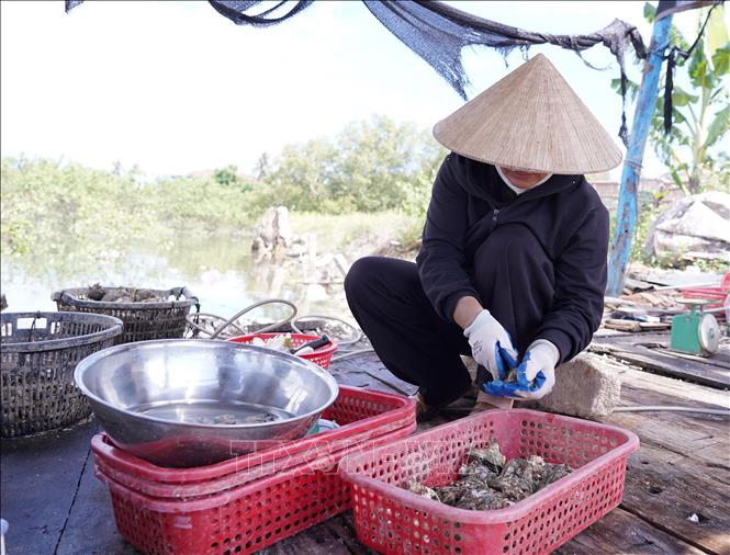 Hàu thịt sau khi được tách vỏ sẽ được bán với giá 200.000 đồng/kg. Ảnh: Thanh Thuỷ - TTXVN                              