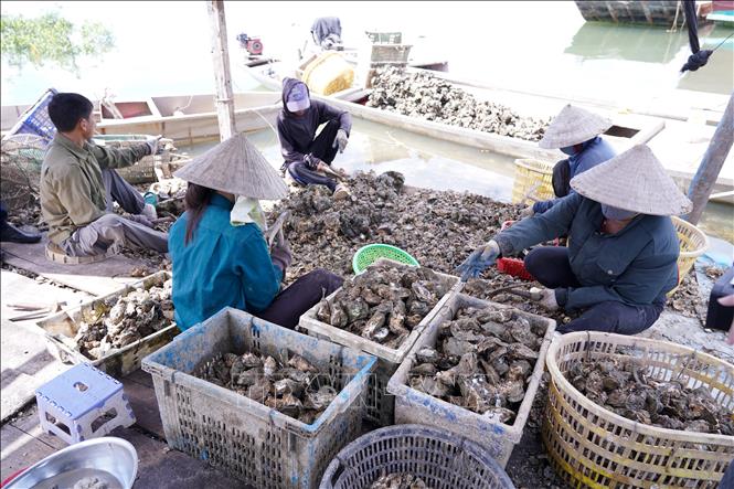 Theo UBND phường Bắc Gianh, tổng sản lượng hàu đại dương trong một năm đạt khoảng 900 tấn được tiêu thụ thị trường trong và ngoài tỉnh. Ảnh: Thanh Thuỷ - TTXVN