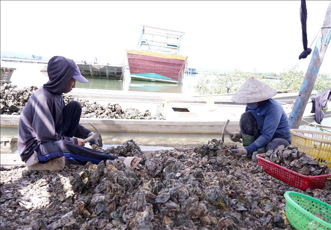 Từ mặt nước vốn gắn bó với đời sống cư dân ven sông, mô hình nuôi trồng thủy sản giàu triển vọng đang dần hình thành, mang theo kỳ vọng nâng cao thu nhập, tạo sinh kế bền vững. Ảnh: Thanh Thuỷ - TTXVN                               