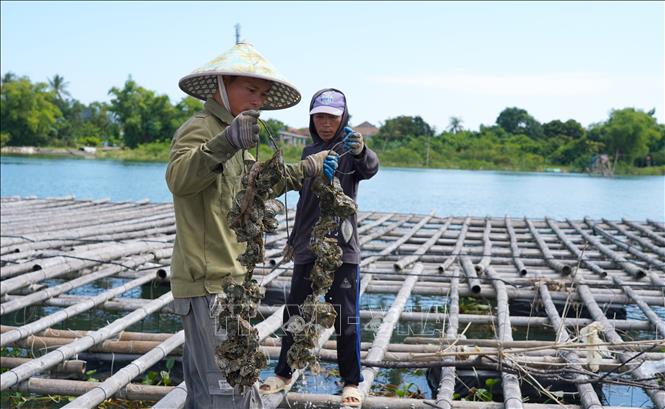 Tận dụng lợi thế nguồn nước sông Gianh, người dân Quảng Trị phát triển nghề nuôi hàu đại dương. Ảnh: Thanh Thuỷ - TTXVN                               