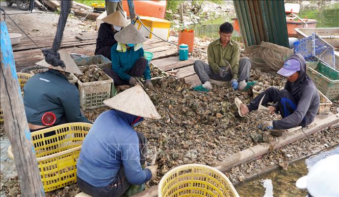 Nghề nuôi hàu Bắc Gianh từng bước giúp người dân phát triển kinh tế. Ảnh: Thanh Thuỷ - TTXVN                                                             