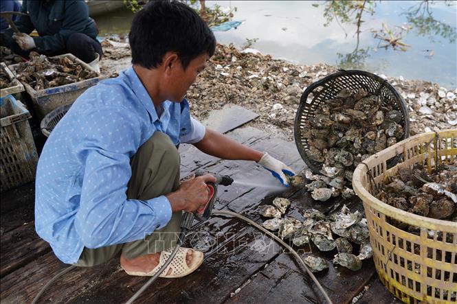 Hàu sau khi được tách khỏi dây sẽ được làm sạch trước khi đem cân bán cho thương lái. Ảnh: Thanh Thuỷ - TTXVN                               