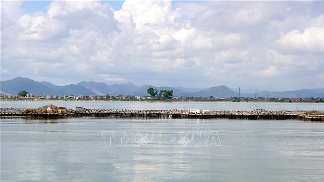 Đằng sau những lồng bè nối nhau theo con nước là câu chuyện của những người dân mạnh dạn tìm hướng đi mới, kiên trì thử nghiệm và đặt niềm tin vào tiềm năng của dòng sông quê hương. Ảnh: Thanh Thuỷ - TTXVN                               