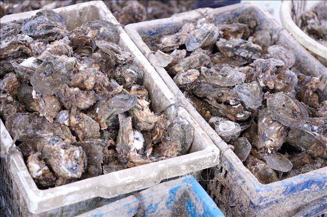 Hàu nguyên vỏ được bán với giá từ 30.000 - 45.000 đồng/kg tuỳ loại. Ảnh: Thanh Thuỷ - TTXVN